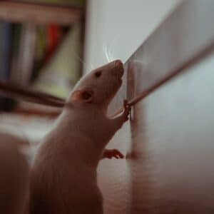 בהנדימן שופ תמצאו מכשיר שמפריע לעכברים לחיות בבית